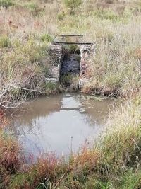 Scenic view of lake by trees on field