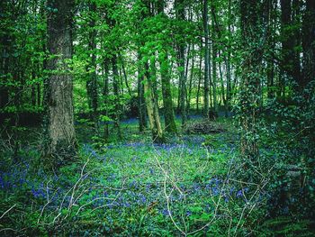 View of trees in forest