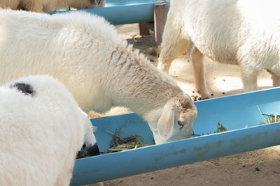 Sheep in a pen