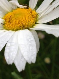 Close-up of yellow flower