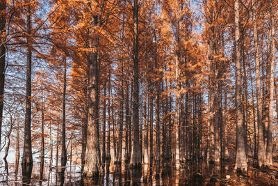 Pine trees in forest during autumn