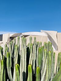 Low angle view of plants against clear blue sky