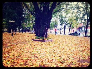 Trees in park