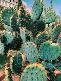 Close-up of prickly pear cactus