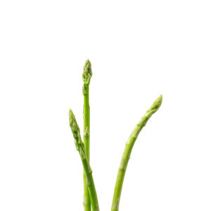 Close-up of fresh green plant against white background