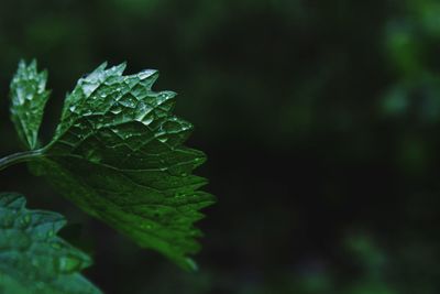 Close-up of leaves