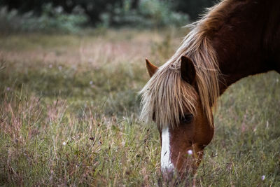 Horse standing on field