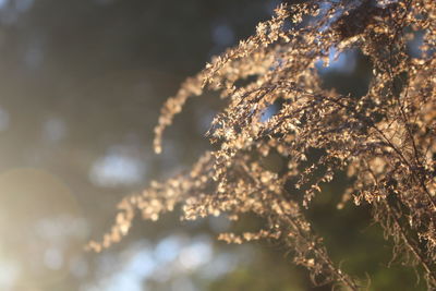 Low angle view of flower tree in winter