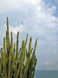 Close-up of plant against sea