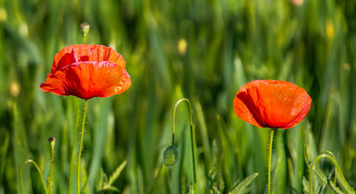 Close-up of red tulip