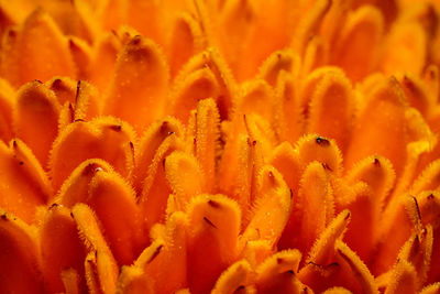 Close-up of orange flowering plant