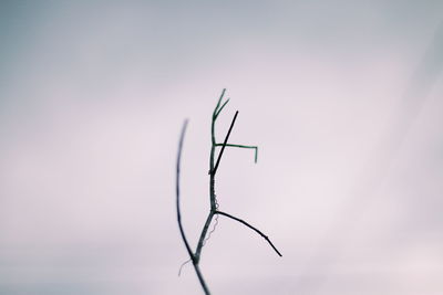 Close-up of insect on plant against sky