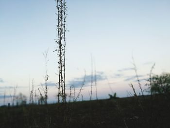 Close-up of stalks in field against clear sky