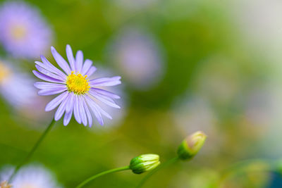 Close-up of purple flowering plant