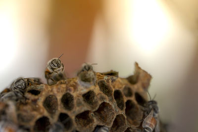 Close-up of insect on table