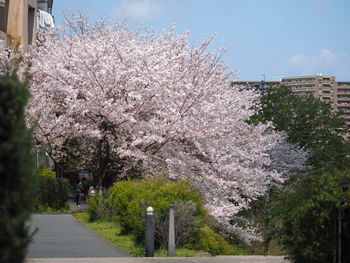 Scenic view of cherry blossom by road against sky