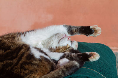 Cute italian cat sleeps on green net with enjoy sunshine,tabby cat .european kittens.animal lovers