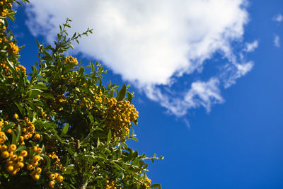 Low angle view of plants against blue sky