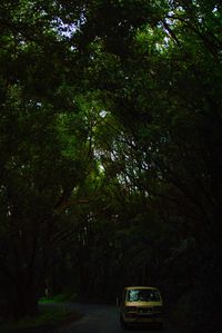 Trees on road at night