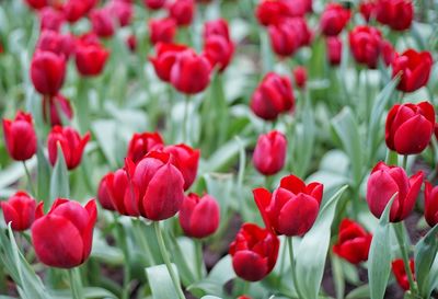 Close-up of red tulips blooming outdoors