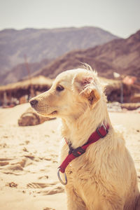 Golden retriever sitting at ras shetan