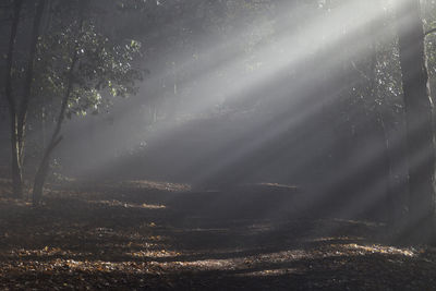 Sunlight streaming through trees in forest