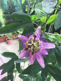 Close-up of purple flower blooming outdoors