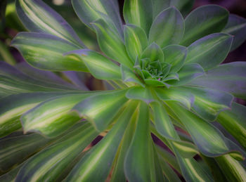 Full frame shot of plant