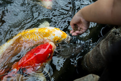 Feed the japan koi or fancy crap with fresh milk.