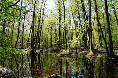 Scenic view of lake in forest