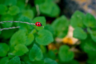 Close-up of ladybug on leaf