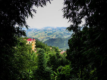 Trees and plants by buildings against sky