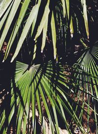 Full frame shot of palm tree leaves