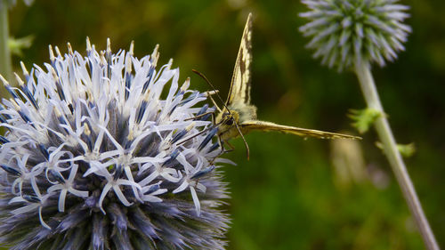 Close-up of insect on purple flower