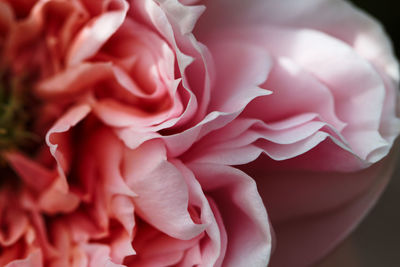 Close-up of pink rose