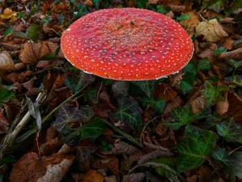 Close-up of fly agaric mushroom in forest