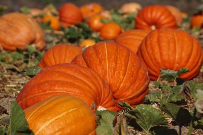 Close-up of pumpkins