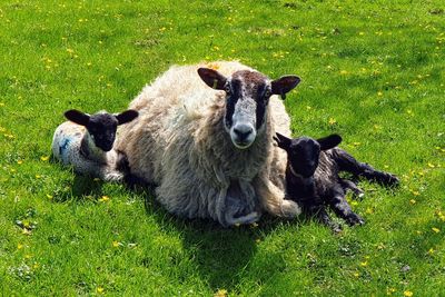 Sheep on grassy field with lamb