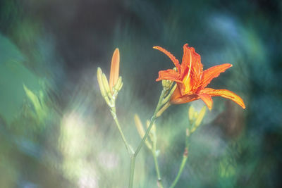 Close-up of orange flowering plant