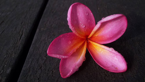 Close-up of pink flower