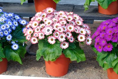 Close-up of flowers and leaves