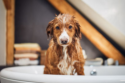 Wet dog in bathtub at home bathroom. bathing of happy nova scotia duck tolling retriever.