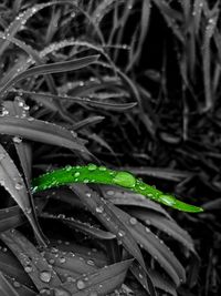 Close-up of water drops on grass