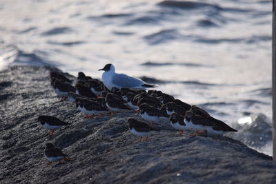 Close-up of bird perching on lake