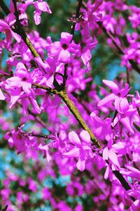 Close-up of pink flowers blooming on branch