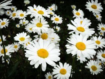 Close-up of white daisy flowers