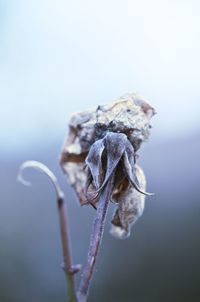 Close-up of wilted flower