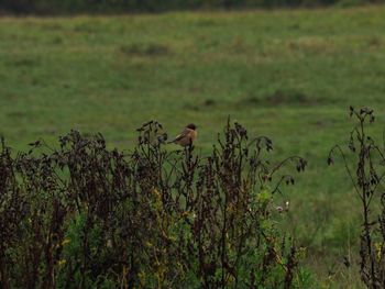 Bird perching on a field