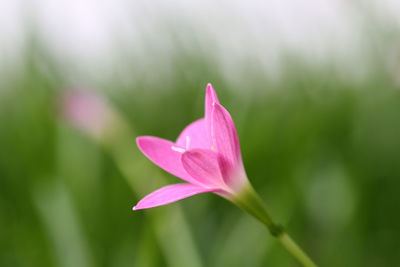 Close-up of pink water lily