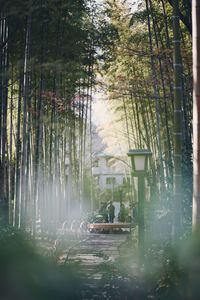 Scenic view of trees in forest